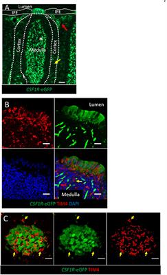 Antigen Sampling CSF1R-Expressing Epithelial Cells Are the Functional Equivalents of Mammalian M Cells in the Avian Follicle-Associated Epithelium